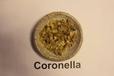 Coronella Coronella