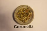 Coronella Coronella